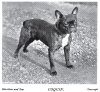 1899_FrenchBulldog3.jpg