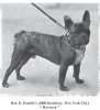 1901French_Bulldog.jpg