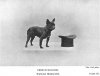 1904_FrenchBulldog.jpg