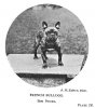 1904_FrenchBulldog2.jpg