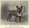 1904Frenchie.jpg