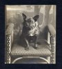 1905_FrenchBulldog.jpg