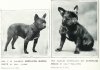 1907FrenchBulldogs.jpg