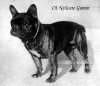 1910_FrenchBulldog.jpg