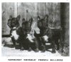 1913_FrenchBulldogs.jpg