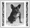 1917_FrenchBulldog2.jpg