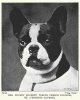 1925_FrenchBulldog.jpg