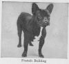 1934_FrenchBulldog.png