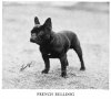 1938_FrenchBulldog.jpg