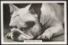 1939_FrenchBulldog.jpg