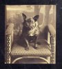 French-Bulldog-history-04.jpg