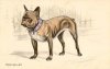 french-bulldog-postcard-1911.jpg