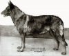 1895_GermanShepherd_HorandvonGrafrath.jpg