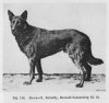 1899_GermanShepherd_Beowulf.jpg