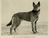 1900_GermanShepherd2.png