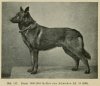 1901_GermanShepherd.jpg