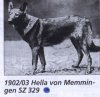 1902_GermanShepherd_HellaVonMemmingen.jpg