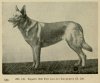 1905_GermanShepherd.jpg