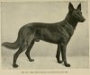 1906_GermanShepherd.jpg