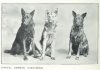 1907German_Shepherds.jpg