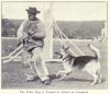 1915GermanShepherd.jpg