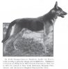 1916_GermanShepherd.jpg