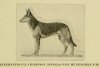 1917_GermanShepherd-1.jpg