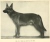 1920_GermanShepherd2.jpg