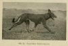 1920_GermanShepherd3.jpg