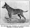 1920GermanShep.jpg