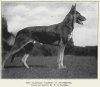 1925_GermanShepherd.jpg