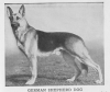 1934_GermanShepherd.png