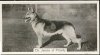 1938_GermanShepherd_CH_JANITOROFPICARDY.jpg