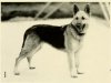 1941_GermanShepherd.jpg