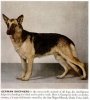 1949_GermanShepherd.jpg