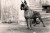 old-vintage-boxer-dog-hd-wallpapers-widescreen-free-download.jpg