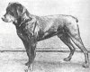 1914_Rottweiler_LordvonderTeck.jpg