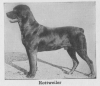 1934_Rottweiler.png