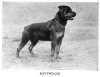 1938_Rottweiler.jpg