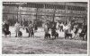 Rottweilers at a show in Munich, dated 1950.jpg