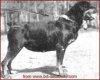 Urma (Rottweiler) 1950.jpg