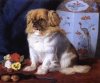 1861_Pekingese_Looty_byFriedrichKeyl.jpg