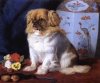 1861_Pekingese_Looty_byFriedrichKeyl.jpg