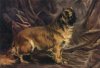 1870_Pekingese_PercivalLeonardRosseau.jpg