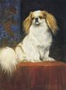 1890_Pekingese_Chang_WilliamWalls.jpg