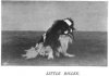 1897_Pekingese_PrincessOfWales.jpg