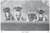 1899_Pekingese_Pups.jpg