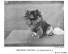 1904_Pekingese.jpg