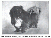 1910_Pekingese.gif