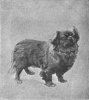 1910_Pekingese-1.jpg